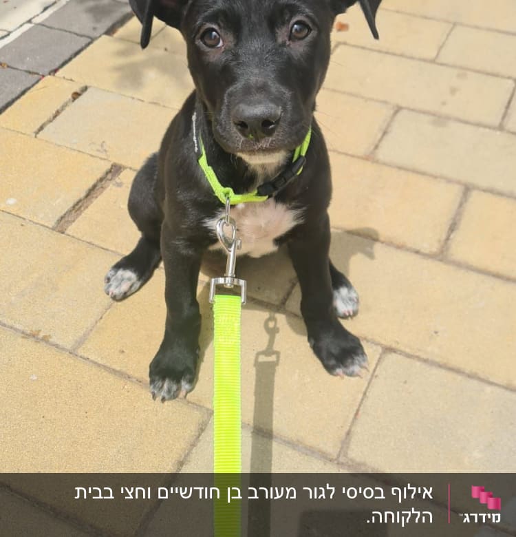 גור כלבים עם רצועה ירוקה על מדרכה